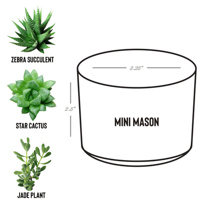 Sober_D_Mason_Spec_Mockup.png_15527820