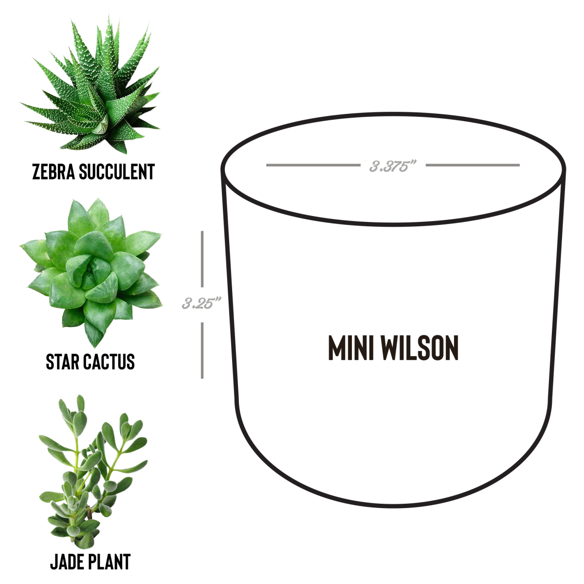 Sober_Date_Wilson_Spec_Mockup.png_15527818
